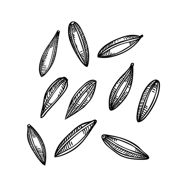 cumin seeds sketch kitchen spice 600nw 2539851463 photoroom (1)