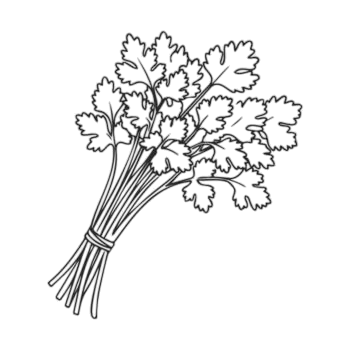 hand drawnbunch of fresh coriander with detailed leaves vector photoroom