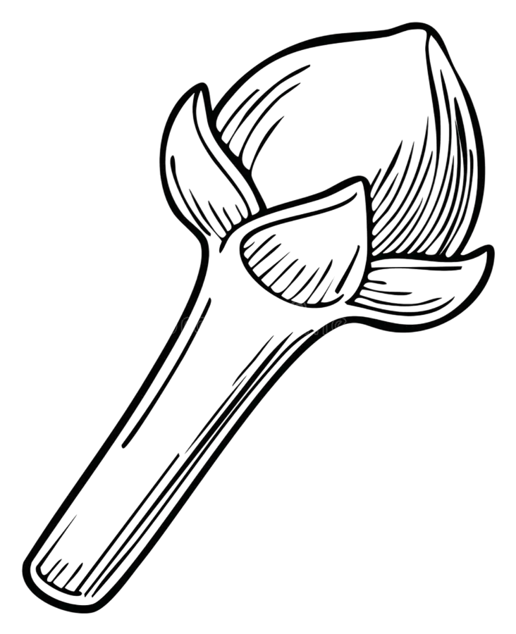 single clove spice outline illustration traditional cooking flavoring aromatic single clove spice outline illustration traditional 413415817 photoroom