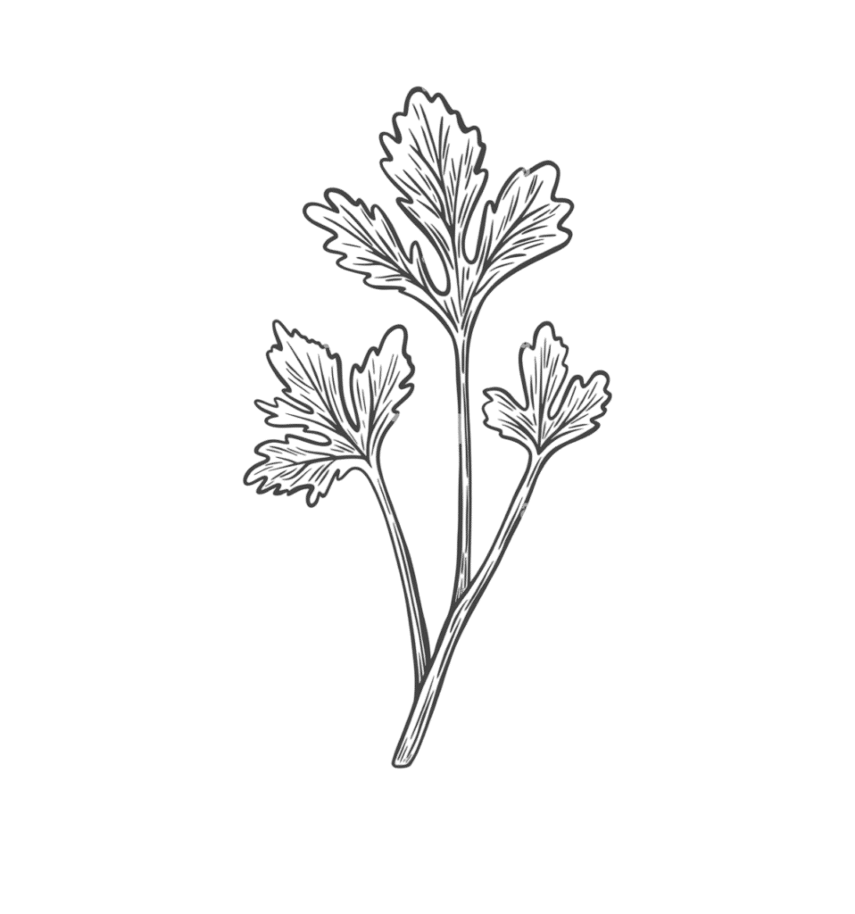 sketch drawing of cilantro coriander in retro style 2xrxx68 photoroom