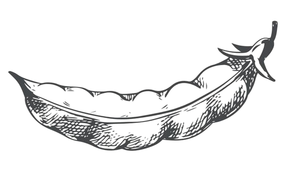 sketch of a closed green pea pod bean pod in vintage engraving technique hand drawn in black ink on a white background free vector photoroom