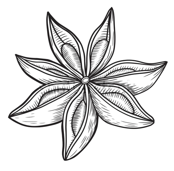 star anise spice vector hand 600w 2553182363 photoroom